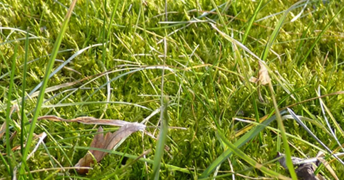 Moos im Rasen | Liebe Deinen Garten